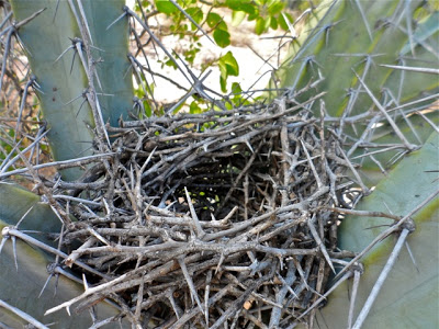 Birds nest made of thistles and thorns amongst the arms of a cactus.